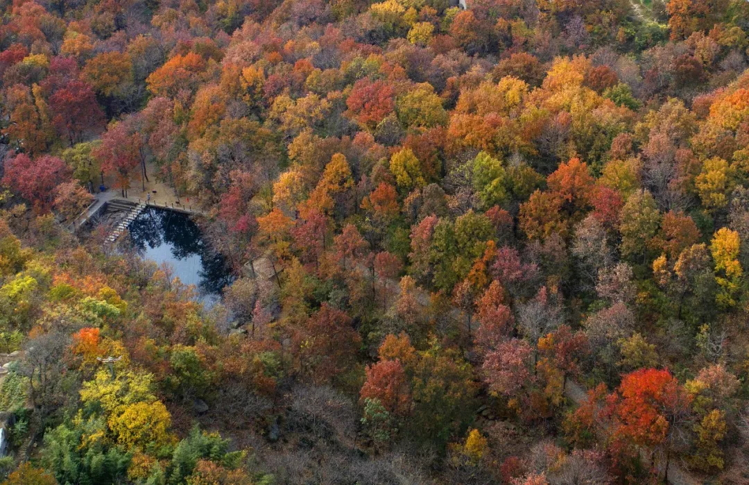 乘著公交去旅行——層林盡染，遇見港城醉美楓葉季